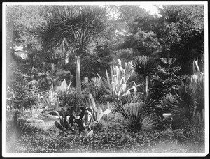 Cactus garden at Del Monte Hotel, Monterey, ca.1980-1900