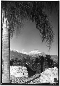 Orange groves showing a palm tree in the foreground, in Azusa, ca.1920