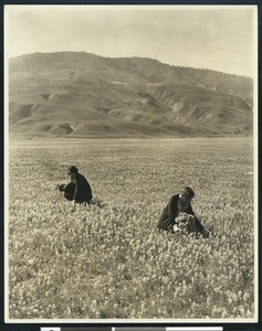 Two women picking from a field of flowers near foothills, ca.1938