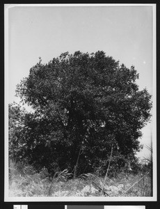 Large tree, possibly pepper, in what appears to be a meadow