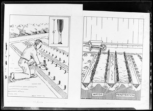 Two line drawings showing planting and irrigation techniques, 1933