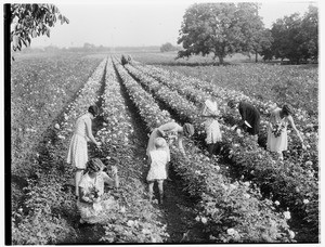 Women and a young girl picking flowers in a rose garden