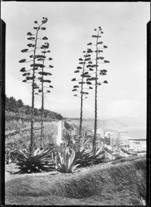 View of Santa Monica's Palisades Park, including the beach and century plants, ca.1925