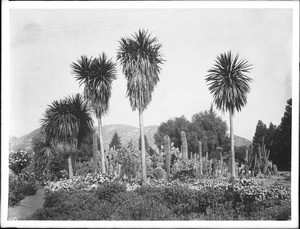 Cactus garden in Riverside, California, ca.1920