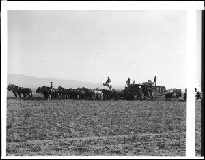 Combine harvesting on a Newhall ranch, ca.1900