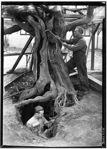 Men performing tree surgery, San Gabriel grapevine, ca.1935