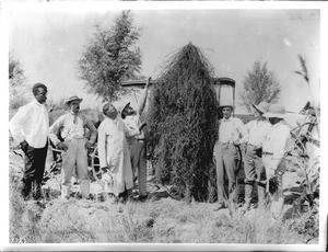 Men standing next to a large alfalfa root in Imperial Valley, ca.1910