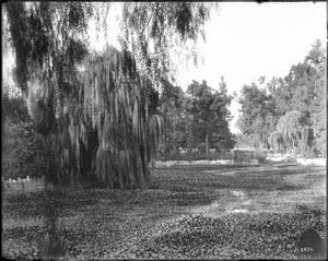 Lily pond on "Lucky" Baldwin's ranch, Arcadia