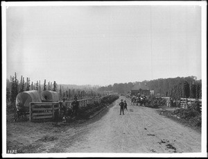 Dirt road near hop fields