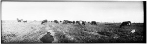 Panoramic view of cattle grazing in a field in the Imperial Valley