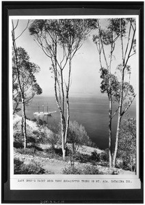 View of Zane Grey's yacht seen through eucalyptus trees on Mount Ada, Catalina Island, ca.1927