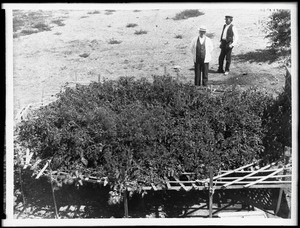 Two men standing beside a huge tomato vine, ca.1900-1905