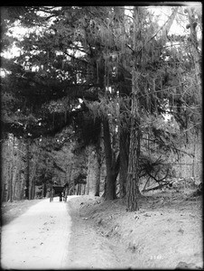 Path through the Pacific Grove near Monterey, 1908