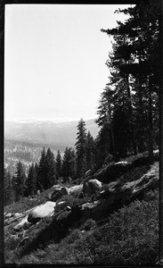 Sloped mountain path, showing descending line of trees in the background to the left, Yellowstone National Park, Wyoming