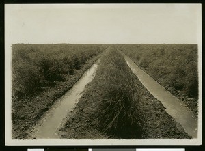 Irrigation ditch in asparagus field on Corwin Ranch near El Centro, ca.1910