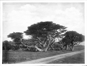 Grove of cypress trees on 17 Mile Drive, Monterey, ca.1900