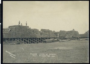 A view of 141,000 sacks of wheat, near Pendleton, Oregon