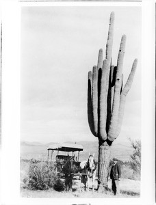 Man and horse-drawn carriage beside Cereus Gigantia cactus, ca.1920