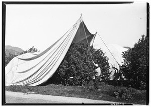 Glendora Cooperative Fumigation Company fumigating the Needham Brother's ranch lemon grove with tents in Glendora, February 20, 1931