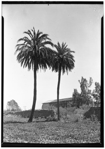 Two old palm trees in front of the San Fernando Mission, July 29, 1927