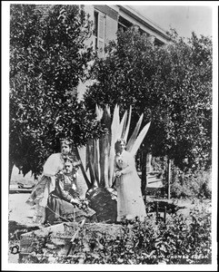 Three ladies near a small palm tree(?) in an unidentified orange grove