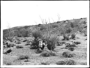 Lester Moore examining a specimen of Ocotillo (Fonquiera Splendeus), or Candle wood, or Cane cactus