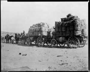 Mule-drawn double wagon loaded with grain and bailed hay, ca.1901