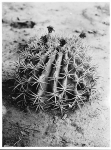 Close-up of a cacti echinopsis euren, ca.1920