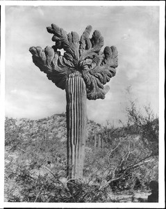 Cereus gigantia cactus in the Arizona desert, 1915-1925