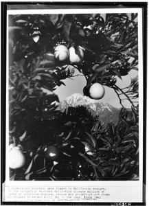 Orange groves in the foreground and a mountain peak in the background, ca.1910