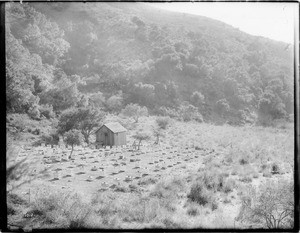 Bee ranch on Encino property, California, ca.1925