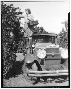 Woman picking fruit while standing on an automobile