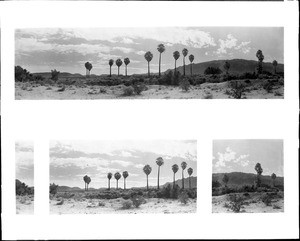 Panoramic view of Twenty-Nine Palms, a city near Palm Springs, California, ca.1920