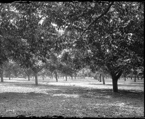 English Walnut grove, Orange County