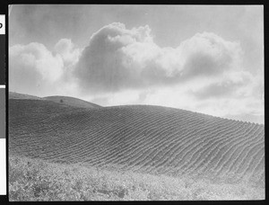 Pea farm on Catherine Dunn Ranch in Santa Clara Valley, California, ca.1900