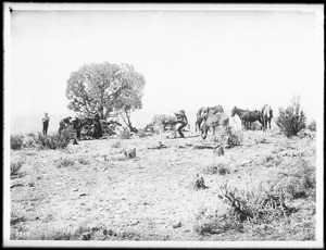 Party breaking camp on Point Sublime, North Rim, Grand Canyon, ca.1900-1930