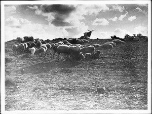 Flock of sheep owned by Navajo Indians, evening, ca.1904