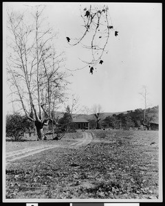 Pastoral scene showing a farm house and sycamore trees in Garvanza, ca.1900