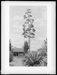 Century plant on Pico Boulevard near Figueroa Street