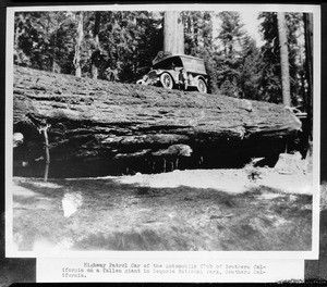 Highway patrol car of the Automobile Club of Southern California on a fallen giant in Sequoia National Park in Southern California, 1929