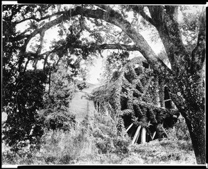 Water wheel developed by Dr. Edward Bale in 1847 in Saint Helena, Napa County, California, ca.1900