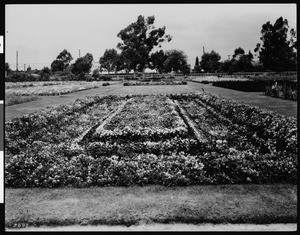 Sunken Gardens in Exposition Park, Los Angeles, ca.1924