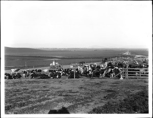 Small herd of milk cows, Chino Ranch, California