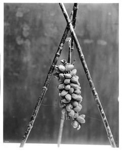 Close-up of a cluster of 53 almonds on one stem