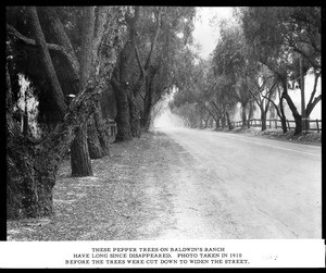 Pepper trees lining a road on Lucky Baldwin's ranch, ca.1910