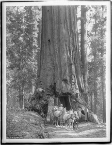 Horse-drawn wagon driving through a tunnel in a Wawona Big Tree in Mariposa Grove in Yosemite National Park, California, ca.1902