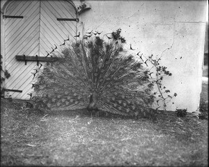 Male peacock with its plumage displayed at the Los Angeles Zoo, 1930