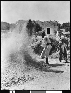 Winnowing grain at Samaria, Palestine, ca.1900-1910