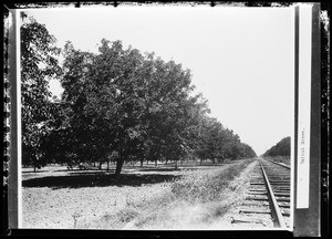 Grove of trees next to train tracks