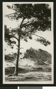 Eroded rock formation behind a Torry Pine, ca.1910